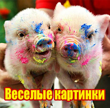 Фотоконкурс "Веселые картинки" Фотоконкурс "Веселые картинки"